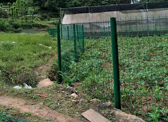重庆桃形柱香蕉视频黄色网站